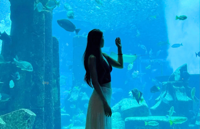Khám phá Dubai Aquarium – thủy cung có tấm panel acid acrylic lớn nhất thế giới